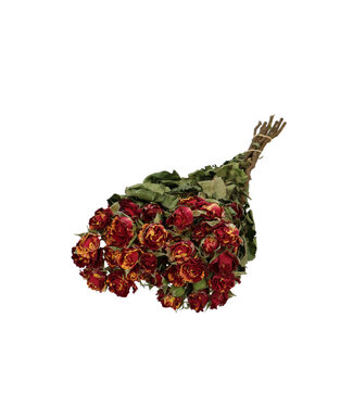 4A Yellow Orange Dried Roses | Rose Dried Flowers | 10 Roses Per Bunch | Length 40 Centimetres | Per Bunch