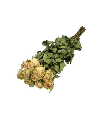4A White Green dried roses | Roses dried flowers | Length 50 centimetres | 10 stems Per bunch | Per bunch