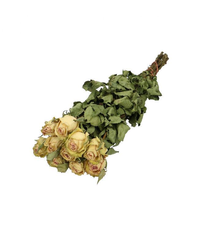 White Green dried roses | Roses dried flowers | Length 50 centimetres | 10 stems Per bunch available for order | Available for order per bunch
