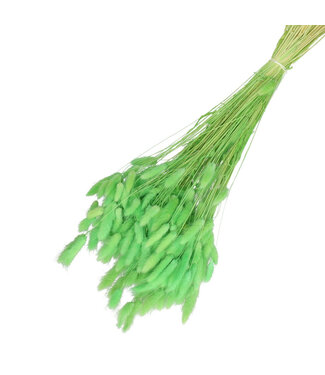 4A Light green dried Bunny Tails | Lagurus Ovatus dried flowers | Weight 100 grams | Length 65 centimetres | Per bunch