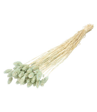 4A Light blue dried Canary grass | Phalaris dried flowers | Length 70 centimetres | Per bunch