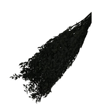 4A Black dried butcher's broom | Ruscus dried flowers | Length 65 centimetres | Weight 110 grams | Per bunch