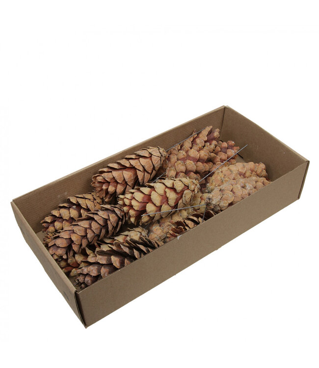 Pine Cone Picks Strobus | Length 10 centimetres | Available to order per 20 pieces