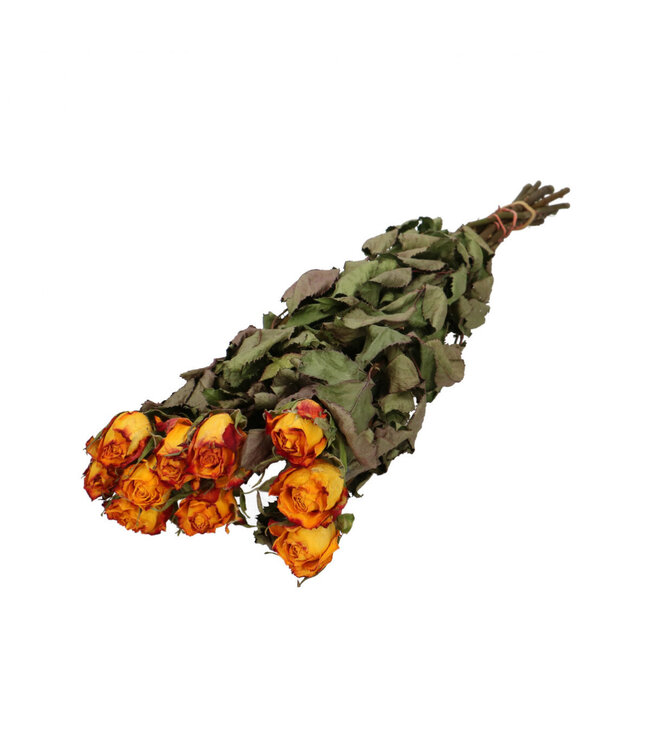 Yellow Orange Dried Roses | Dried Rose Flowers | 10 Roses Per Bunch | Length 50 centimetres | Available Per Bunch
