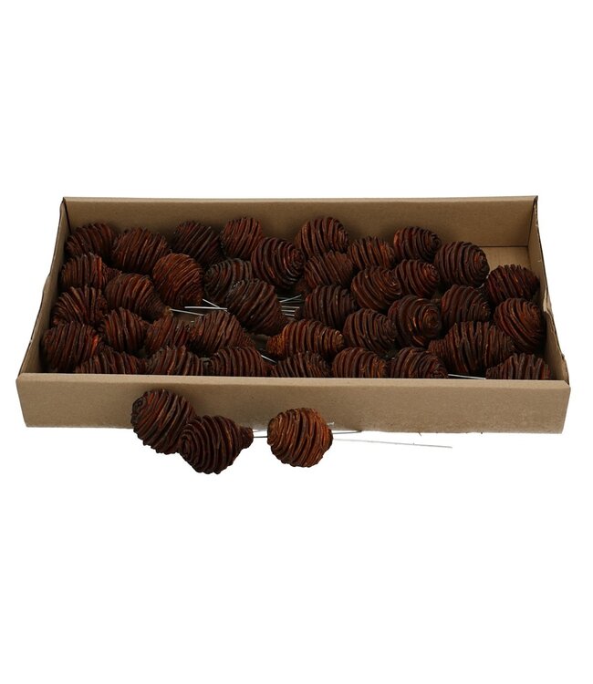 Pommes de pin naturelles Platyspermum | Commande par 40 pièces