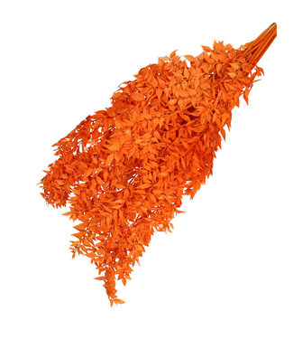 4A Orange dried butcher's broom | Ruscus dried flowers | Length 65 centimetres | Weight 110 grams | Per bunch