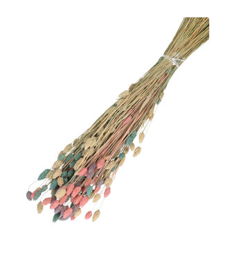 4A Mixed Colours Pink Dried Canary Grass | Phalaris Dried Flowers | Length 65 centimetres | Weight 100 grams | Per bunch