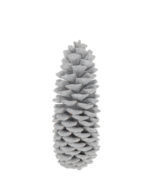 Pommes de pin argentées Sugar pine | Longueur 35 centimètres | Par pièce