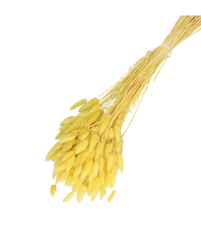 Light Yellow Dried Bunny Tails | Lagurus Ovatus Dried Flowers | Weight 100 grams | Length 65 centimetres | Available per bunch