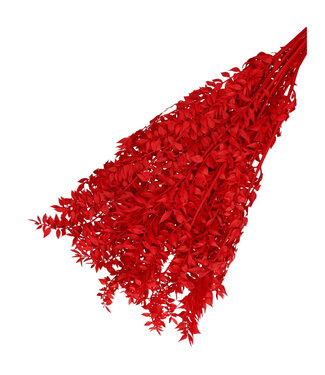 4A Red dried butcher's broom | Ruscus dried flowers | Length 65 centimetres | Weight 110 grams | Per bunch