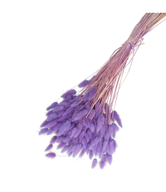 Milka-coloured dried Hare's Tails | Lagurus Ovatus dried flowers | Weight 100 grams | Length 65 centimetres | Available per bunch