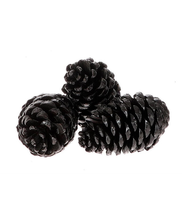 Pommes de pin noires Maritima | Longueur 12 centimètres | À commander par 3 pièces
