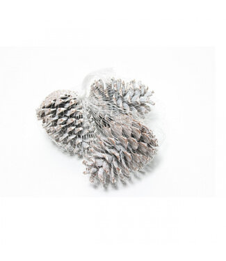 4A Pommes de pin naturelles blanches Maritima | Longueur 10-12 centimètres | Par 15 pièces