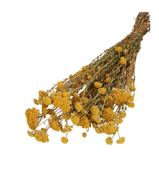 4A Achillée Silvestre séchée jaune | Achillée Silvestre fleurs séchées | Poids 100 grammes | Longueur 60 centimètres | Par bouquet