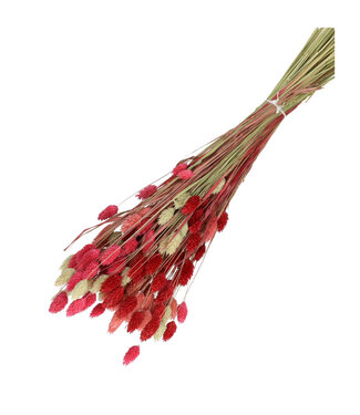 4A Mixed Colours Orange Dried Canary Grass | Phalaris Dried Flowers | Length 65 centimetres | Weight 100 grams | Per bunch