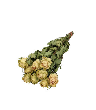 4A White Green dried roses | Roses dried flowers | Length 40 centimetres | 10 stems per bunch | Per bunch