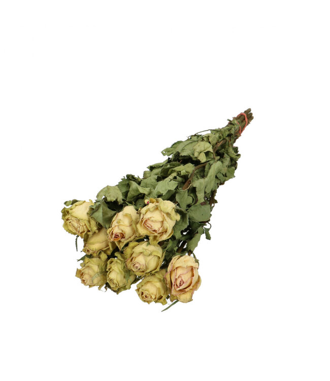 White Green dried roses | Roses dried flowers | Length 40 centimetres | 10 stems Per bunch available to order | Available to order per bunch