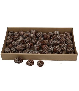 4A Naturelle Braune Allerheiligen Muirii Trocken-Deko-Stecker | Pro 60 Stück