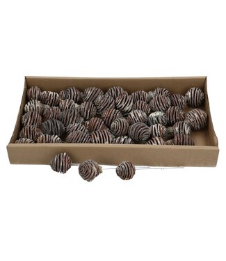 4A Pine Cones Platyspermum | Per 40 pieces