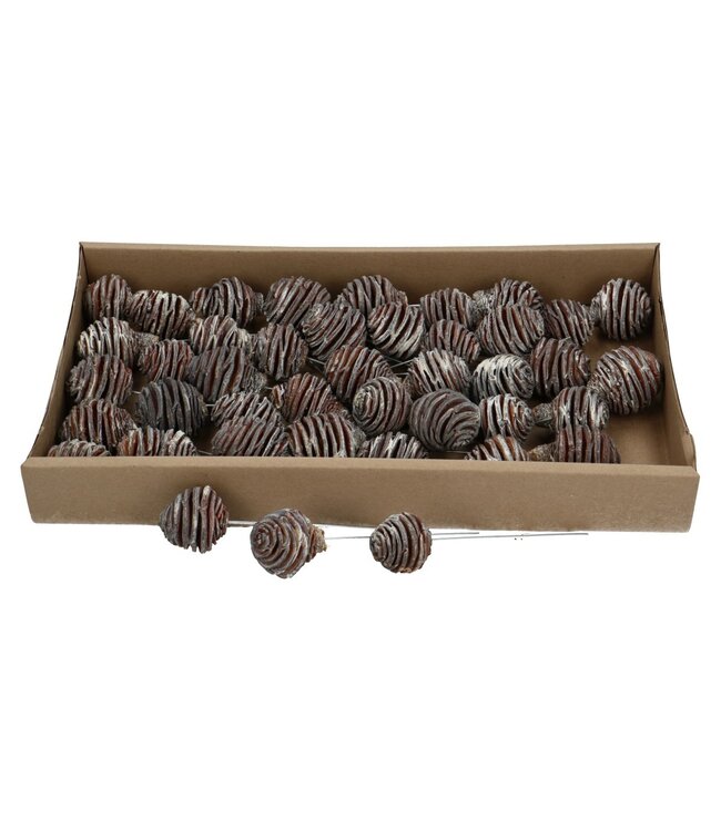 Pine Cones Platyspermum | Available to order per 40 pieces