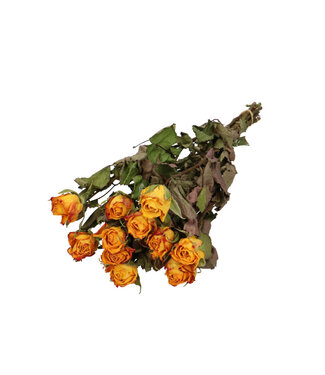 4A Yellow Orange Dried Roses | Rose Dried Flowers | 10 Roses Per Bunch | Length 40 Centimetres | Per Bunch