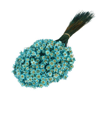 4A Fleurs séchées de campanules bleues | Fleurs séchées Glixia | Poids 50 grammes | Longueur 40 centimètres | Par bouquet