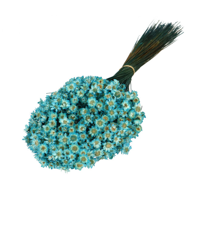 Fleurs séchées Bleues de Campanule | Fleurs séchées Glixia | 50g | Longueur 40 centimètres | À commander par bouquet