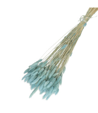 4A Light blue dried Bunny Tails | Lagurus Ovatus dried flowers | Weight 100 grams | Length 65 centimetres | Per bunch