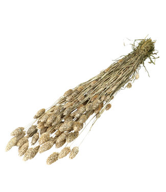 4A White Naturally Dried Canary Grass | Phalaris Dried Flowers | Length 70 centimetres | Per Bunch