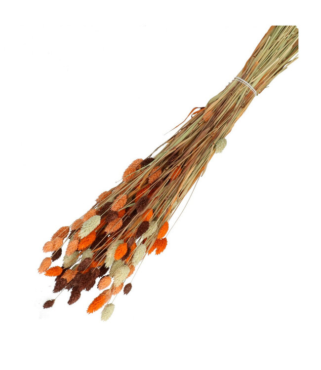 Mixed Colours Dried Canary Grass | Phalaris dried flowers | Length 65 centimetres | Weight 100 grams | Available per bunch