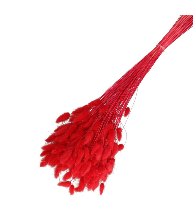 Red dried Bunny Tails | Lagurus Ovatus dried flowers | Weight 100 grams | Length 65 centimetres | Available per bunch