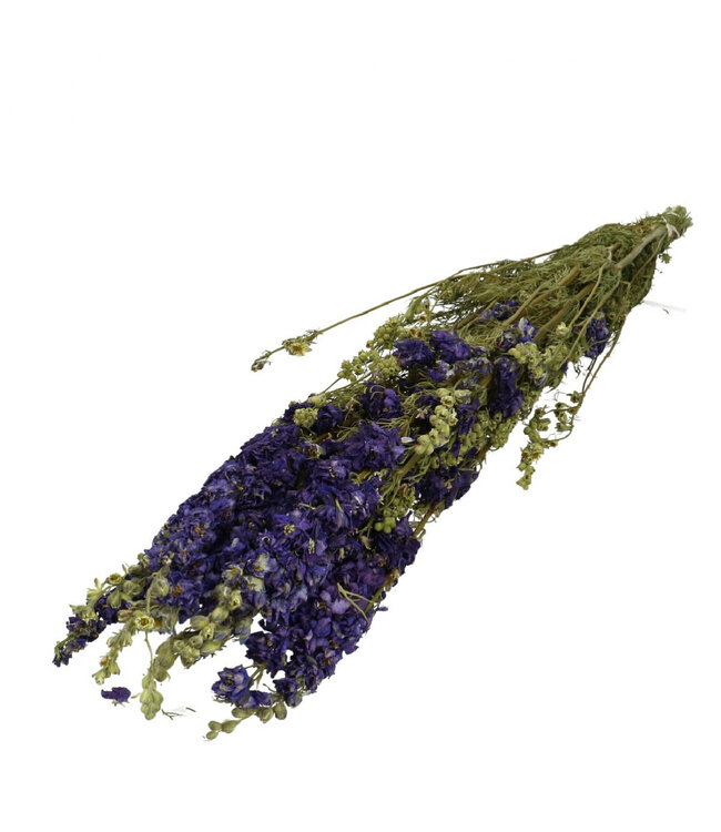 Delphinium séché bleu | Fleurs séchées Delphinium | 10 tiges par bouquet | Longueur 65-70 centimètres | À commander par bouquet