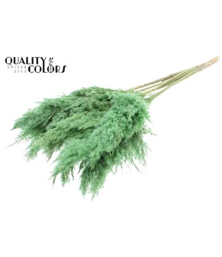 QC Plumes de Pampas Séchées | Vert Menthe Givré | Longueur ± 70 centimètres | 10 plumes par bouquet | Par bouquet