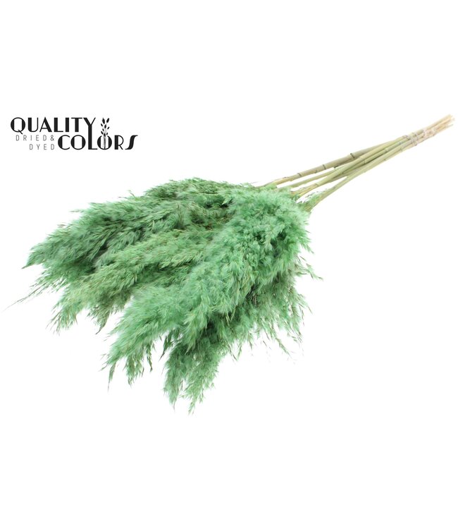 Plumes de Pampas Séchées | Vert Menthe Givrée | Longueur ± 70 centimètres | 10 plumes par bouquet | À commander par bouquet
