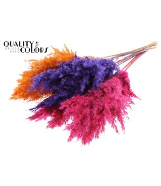 QC Plumes de Pampas Séchées | Mélange de Couleurs Sunset Vibes | Longueur ± 70 centimètres | 10 plumes par bouquet | Par bouquet