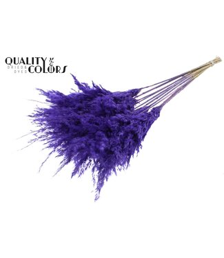 QC Plumes de Pampa Séchées | Violet Givré | Longueur ± 70 centimètres | 10 plumes par bouquet | Par bouquet