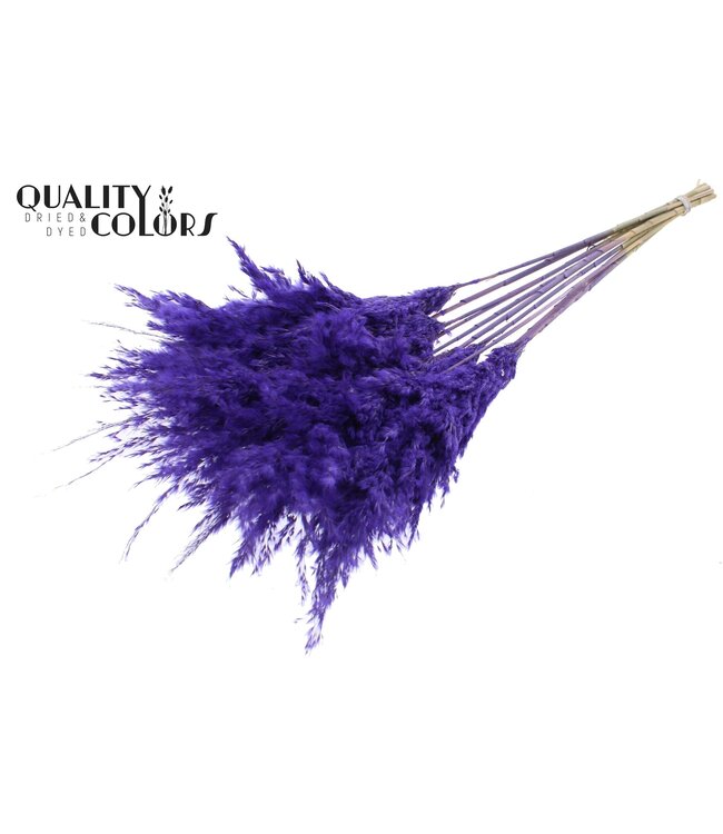 Plumes de Pampas Séchées | Violet Givré | Longueur ± 70 centimètres | 10 plumes par bouquet | À commander par bouquet