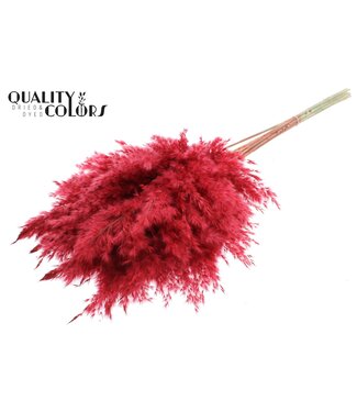 QC Plumes de Pampas Séchées | Rouge | Longueur ± 70 centimètres | 10 plumes par bouquet | Par bouquet
