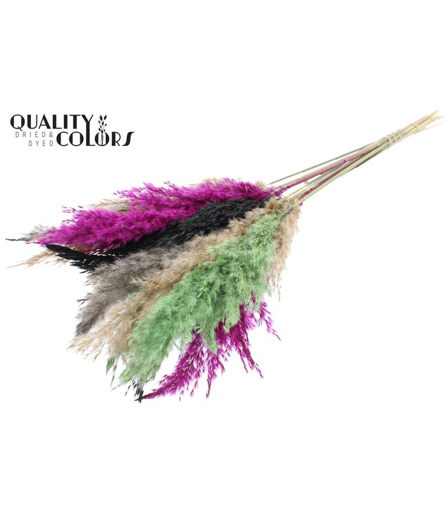 Plumes de Pampas Séchées | Mélange de Couleurs 8 | Longueur ± 70 centimètres | 10 plumes par bouquet | À commander par bouquet