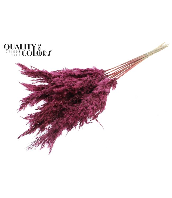 Plumes de Pampas Séchées | Bourgogne | Longueur ± 70 centimètres | 10 plumes par bouquet | À commander par bouquet