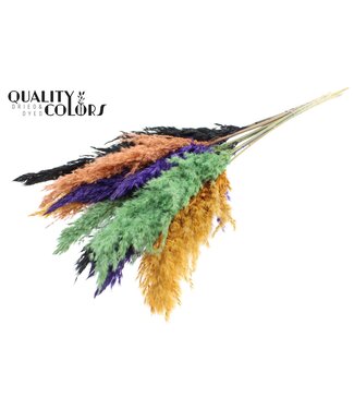 QC Plumes de Pampas Séchées | Mélange de Couleurs Halloween | Longueur ± 70 centimètres | 10 plumes par bouquet | Par bouquet