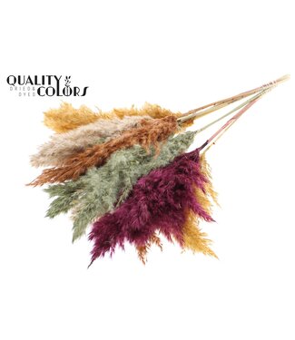 QC Plumes de Pampas Séchées | Mélange de Couleurs Pumpkin Spice | Longueur ± 70 centimètres | 10 plumes par bouquet | Par bouquet