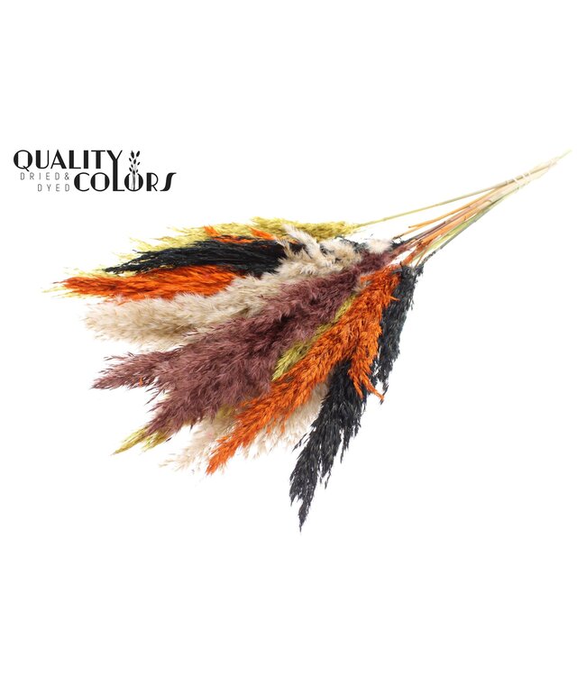Plumes de Pampas Séchées | Mélange de Couleurs Automne | Longueur ± 70 centimètres | 10 plumes par bouquet | À commander par bouquet