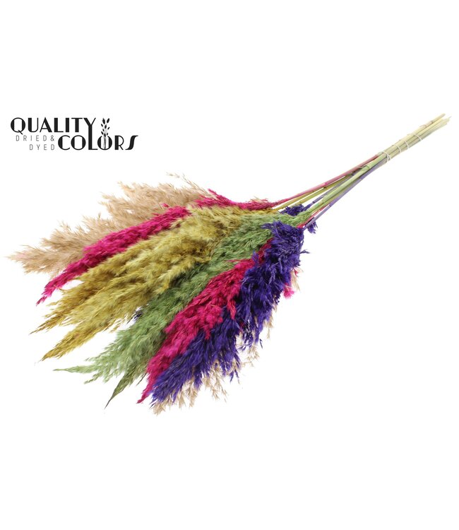 Plumes de Pampas Séchées | Mélange de Couleurs 2 | Longueur ± 70 centimètres | 10 plumes par bouquet | À commander par bouquet