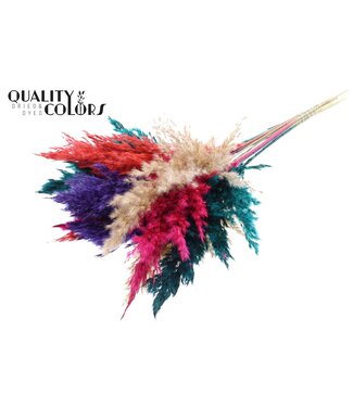 QC Plumes de Pampas Séchées | Mélange de Couleurs 4 | Longueur ± 70 centimètres | 10 plumes par bouquet | Par bouquet