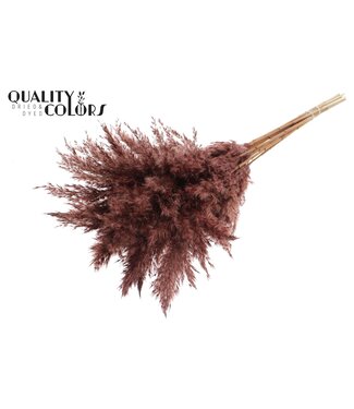 QC Plumes de Pampas Séchées | Marron | Longueur ± 70 centimètres | 10 plumes par bouquet | Par bouquet