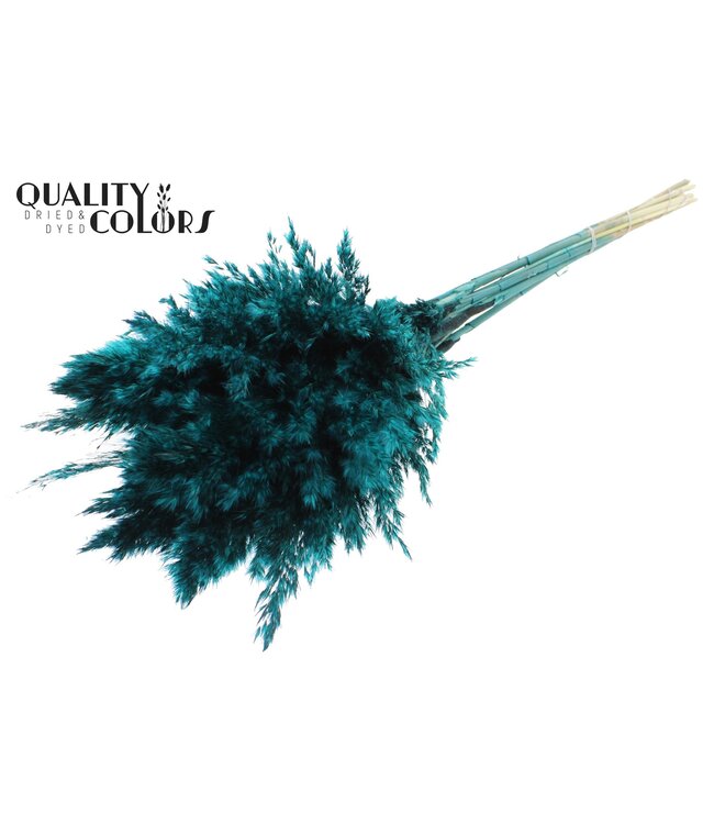 Plumes de Pampas Séchées | Turquoise | Longueur ± 70 centimètres | 10 plumes par bouquet | À commander par bouquet