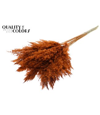 QC Plumes de Pampas Séchées | Terracotta | Longueur ± 70 centimètres | 10 plumes par bouquet | Par bouquet