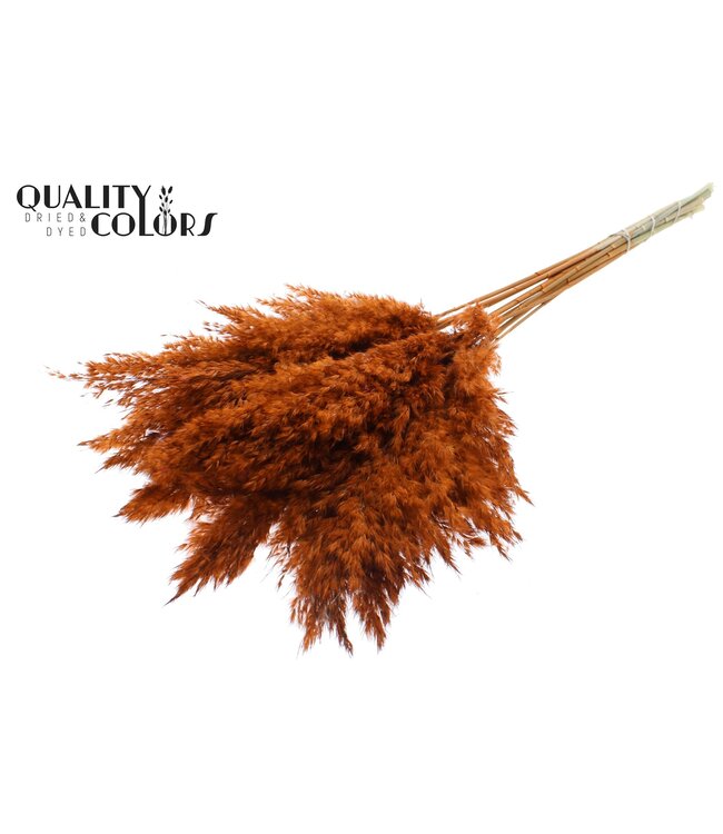 Plumes de Pampas Séchées | Terracotta | Longueur ± 70 centimètres | 10 plumes par bouquet | À commander par bouquet