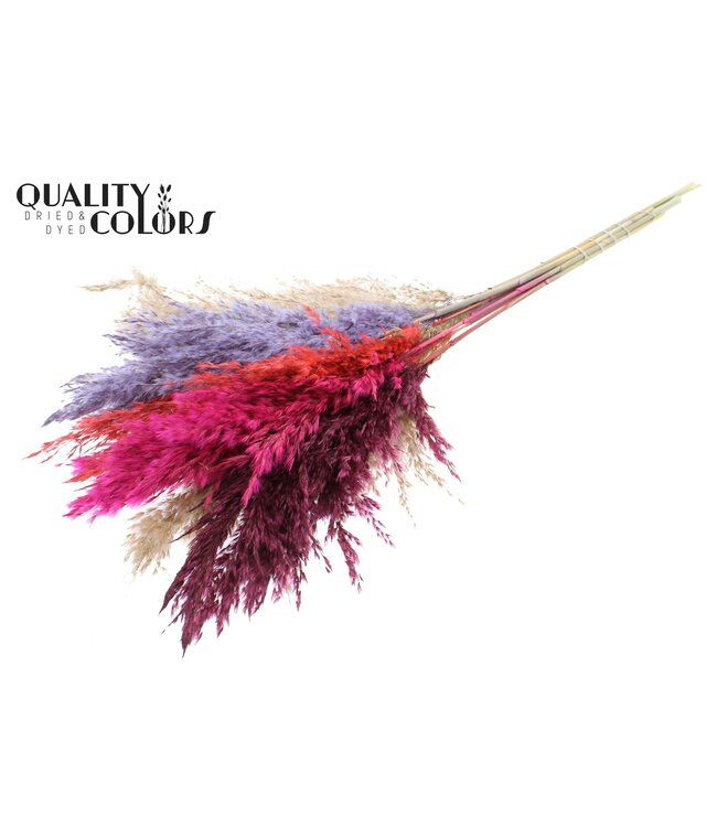 Plumes de Pampas Séchées | Mélange de Couleurs 9 | Longueur ± 70 centimètres | 10 plumes par bouquet | À commander par bouquet